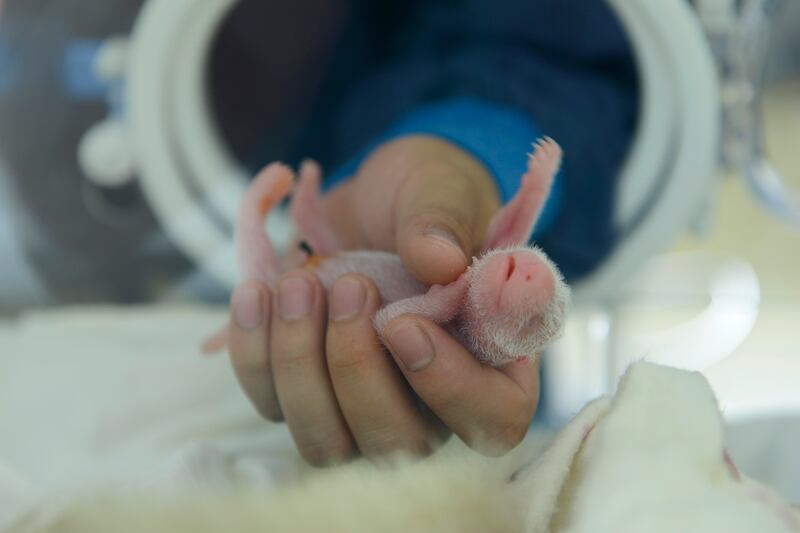 galleries/2013/06/29/week-in-photos-june-29-2013/130627-baby-panda-wip_wsd6hb