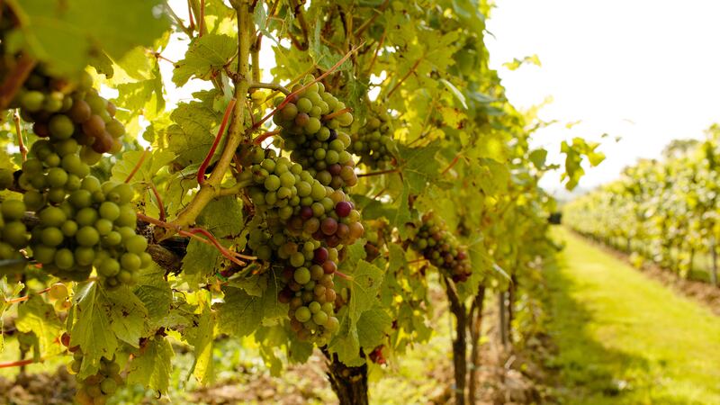 190917-HF-Gusbourne-embed2_xbjrly