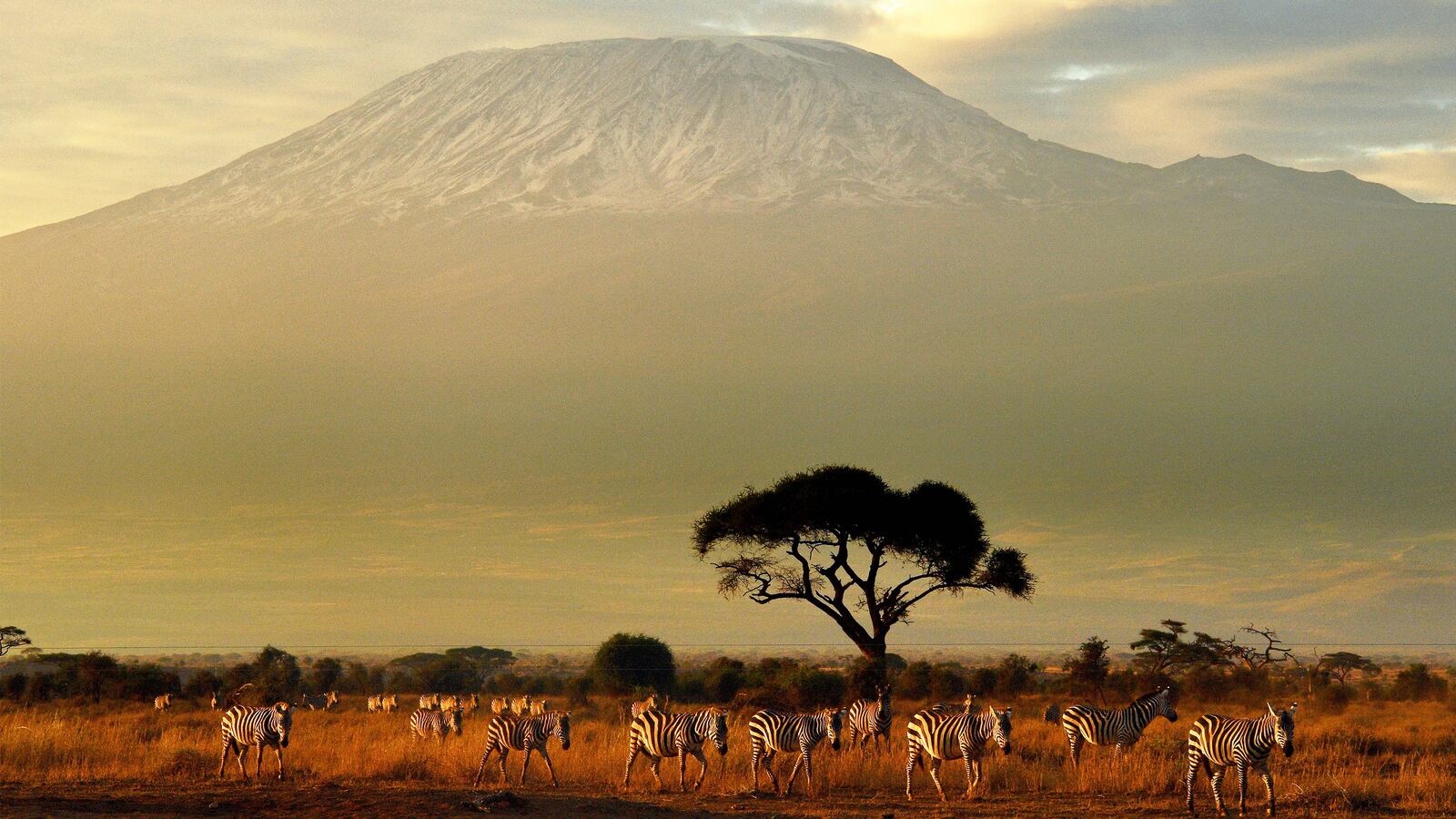 191122-roberts-baboon-tease_nq7wxm