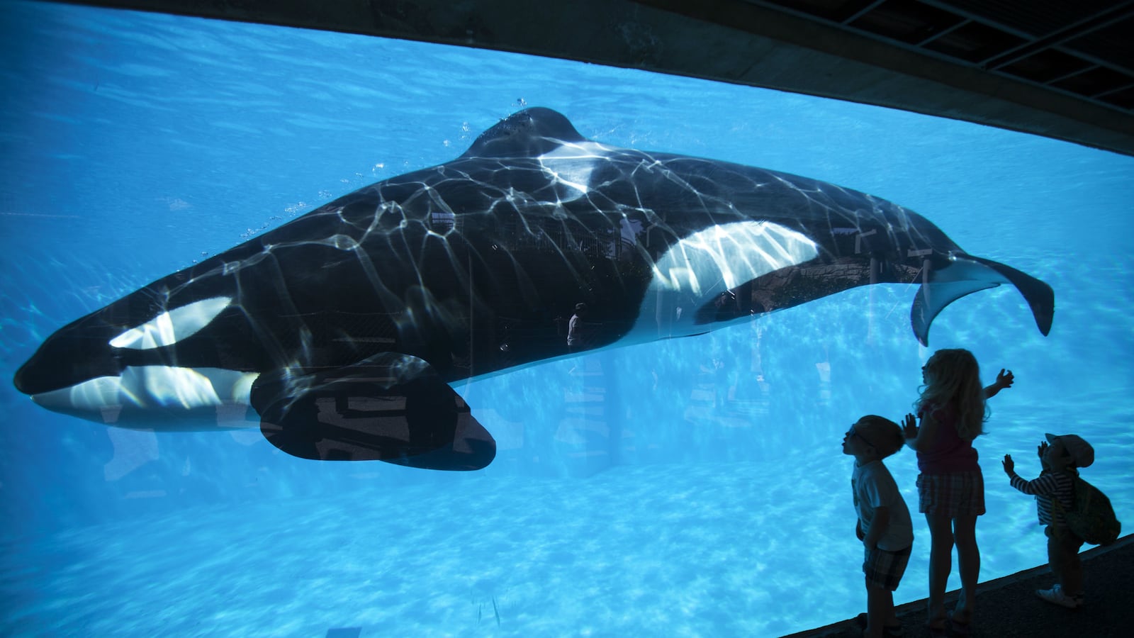 cheats/2015/10/08/seaworld-banned-from-captive-breeding/151009-seaworld-san-diego-ban-cheat_zq4hlu