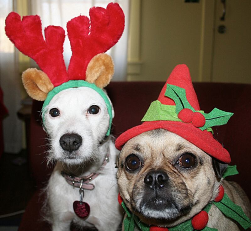 galleries/2010/12/22/reindogs/reindogs-14_yjf0hc