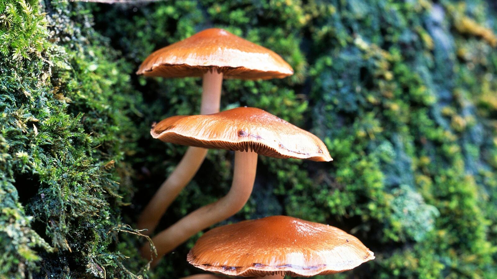 articles/2015/03/24/a-darkly-comic-plague-on-all-our-houses/150324-Smith-plague-tease_tqkmyy