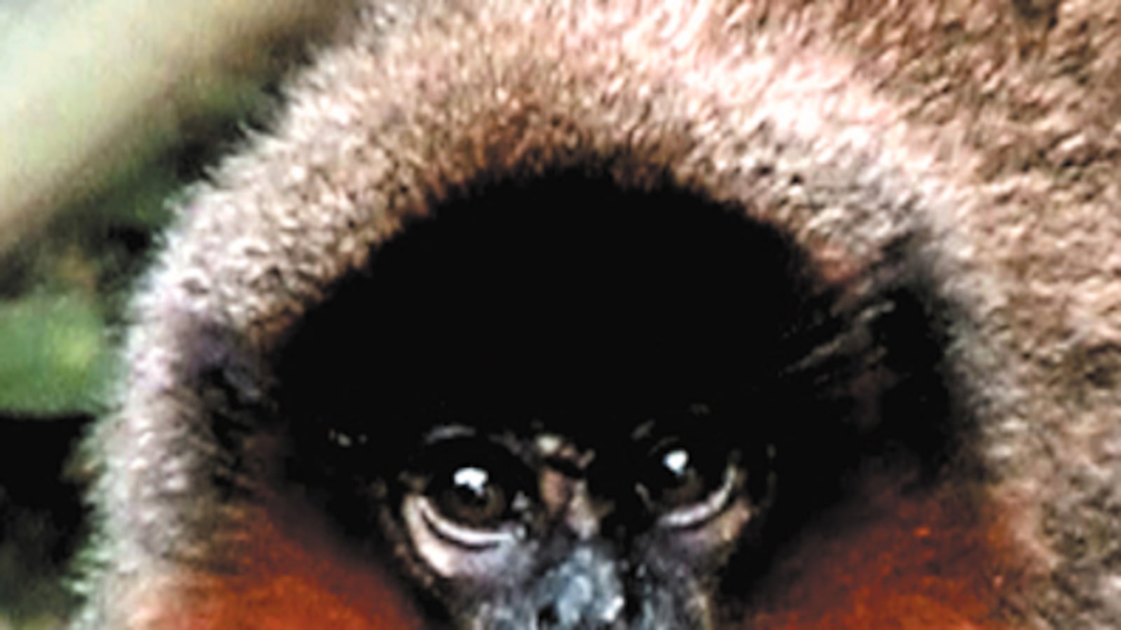 cheats/2010/10/26/new-amazon-species-found-every-three-days/amazon-new-species_dhjctp
