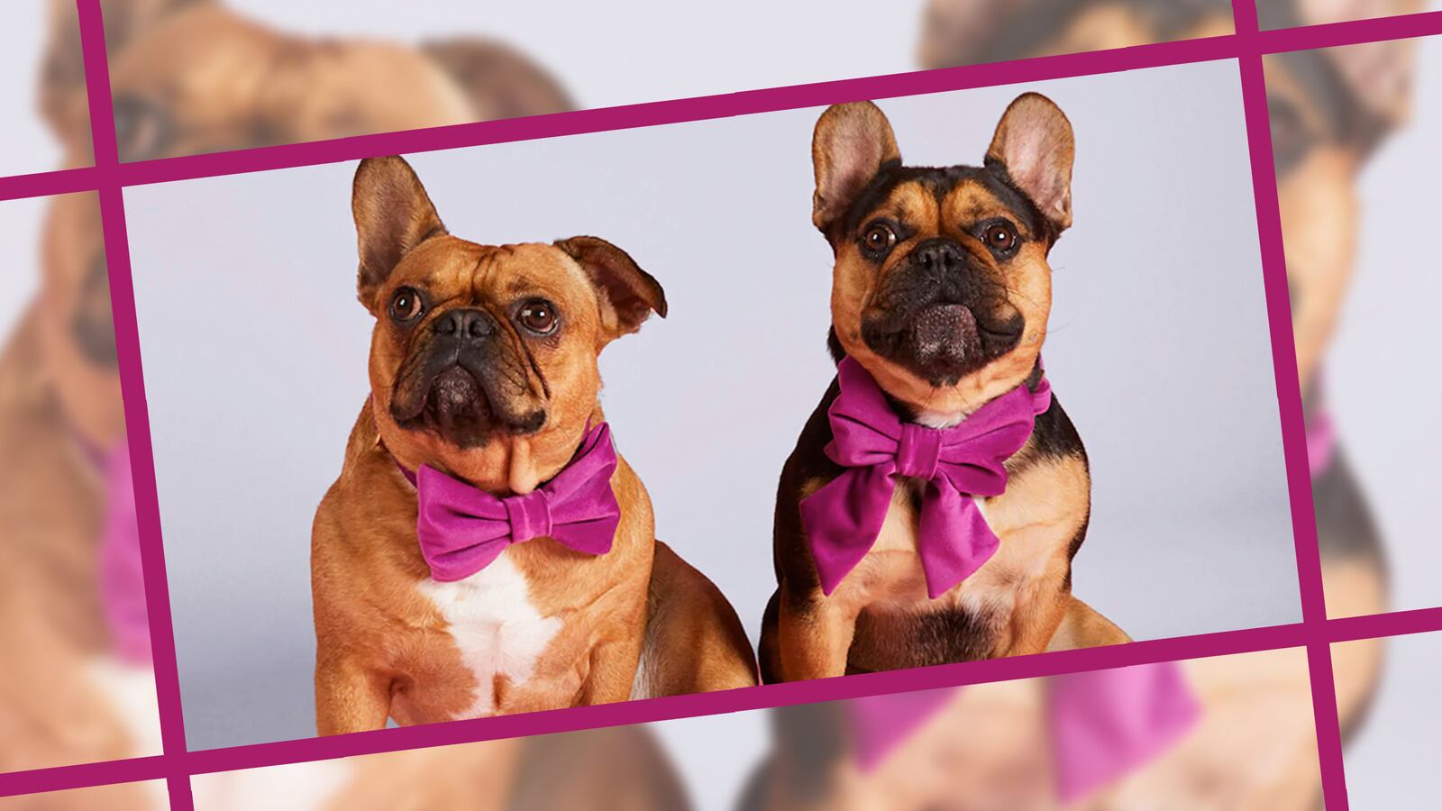 ValentinesDayDogs_e371hd