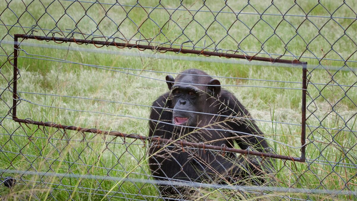 cheats/2012/07/02/chimp-mauls-texas-man/chimpanzee-mauls-student-south-africa-santuary-cheat_jsviu0