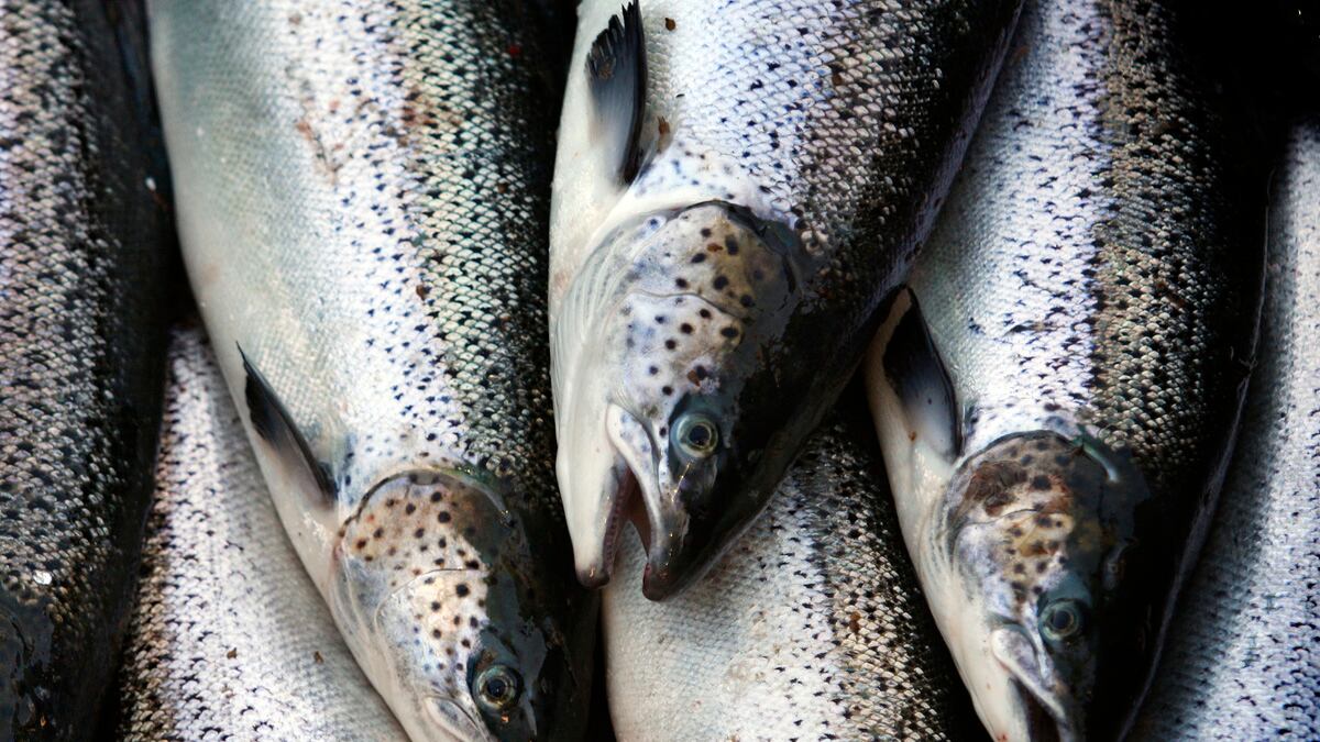 cheats/2012/12/22/fda-approves-genetically-altered-fish/genetic-salmon-fda-cheat_ef3dwj