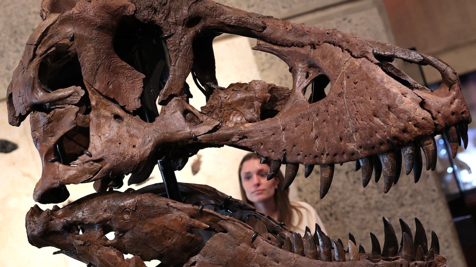 T-rex "Gus" makes his public debut before he's auctioned off by Sotheby's