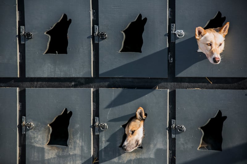 galleries/2014/03/08/the-week-in-photos-march-8-2014/140306-wip-sled-dogs_tzj3ci