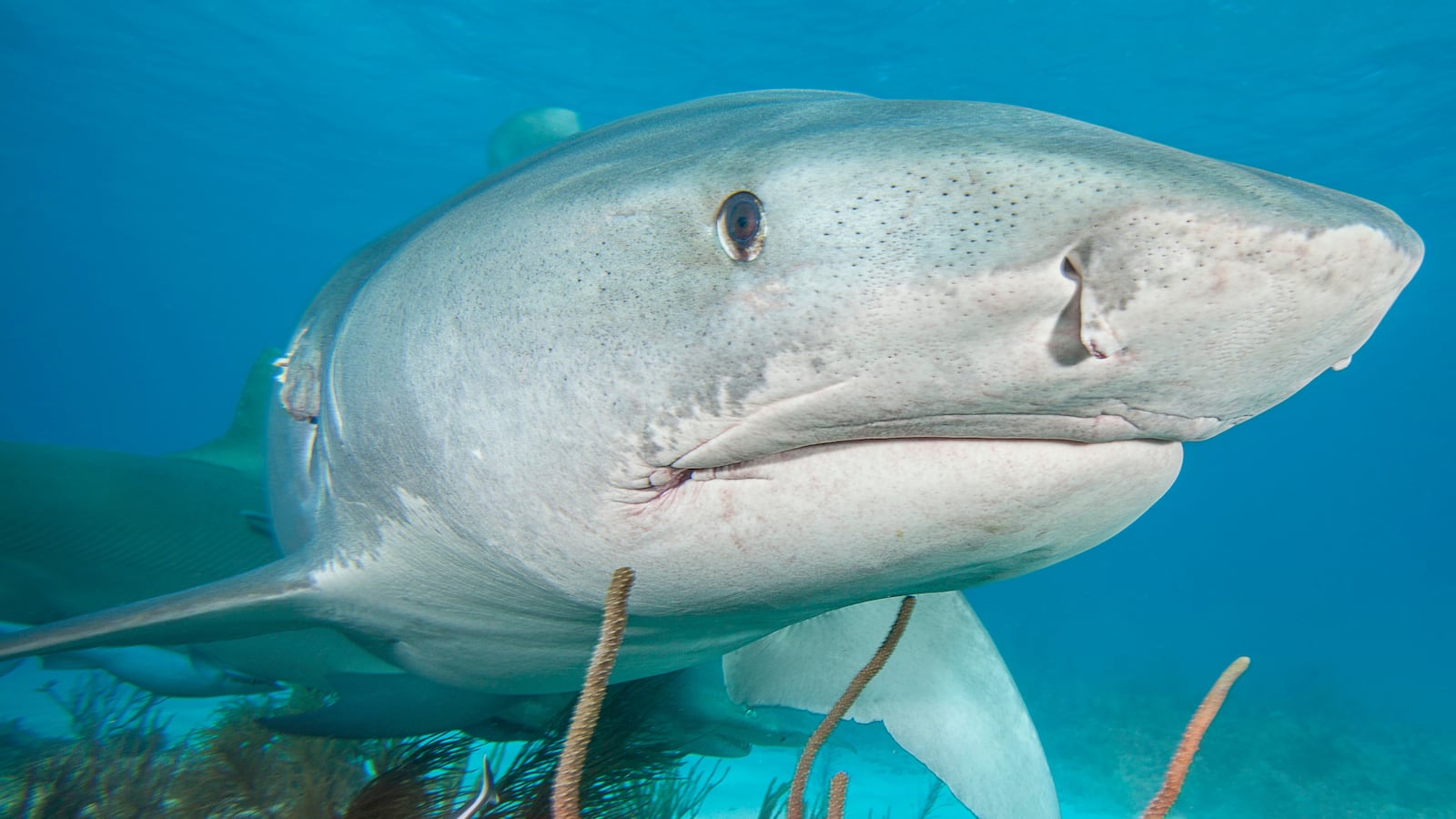 The front end of a Tiger shark in the Atlantic Ocean near the Bahamas.