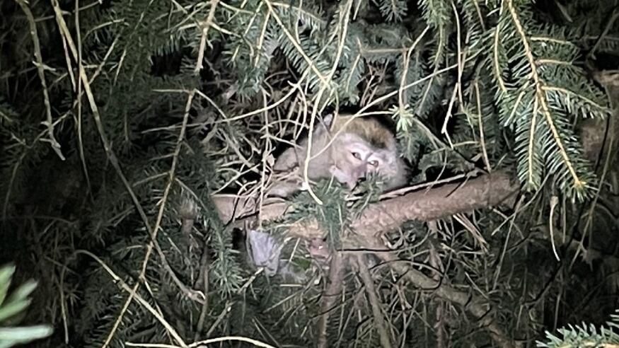 monkeys-in-tree3_dcwemb