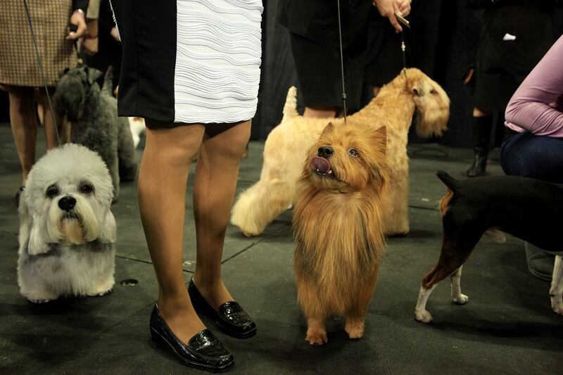 galleries/2014/02/12/westminster-parade-of-purebreds-photos/westminster-gal-03_kihhpo