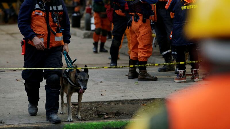 170925-Rescue-dogs-mexico-gal-03_dvy9pg