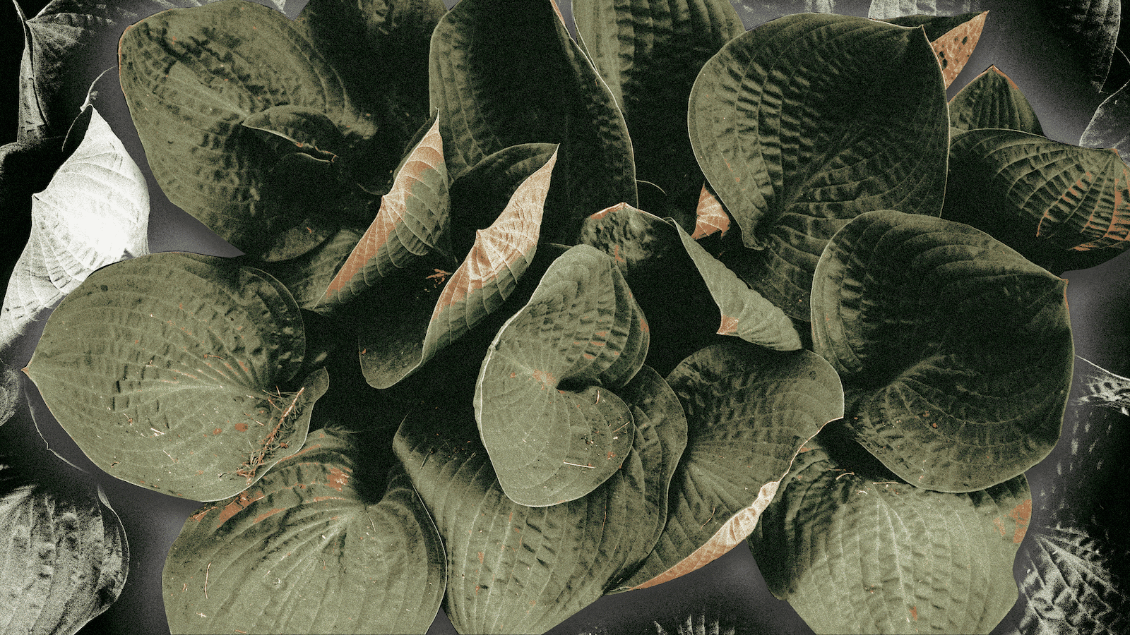 230323-Patel-plant-resurrection-genes-tease_xdmofp