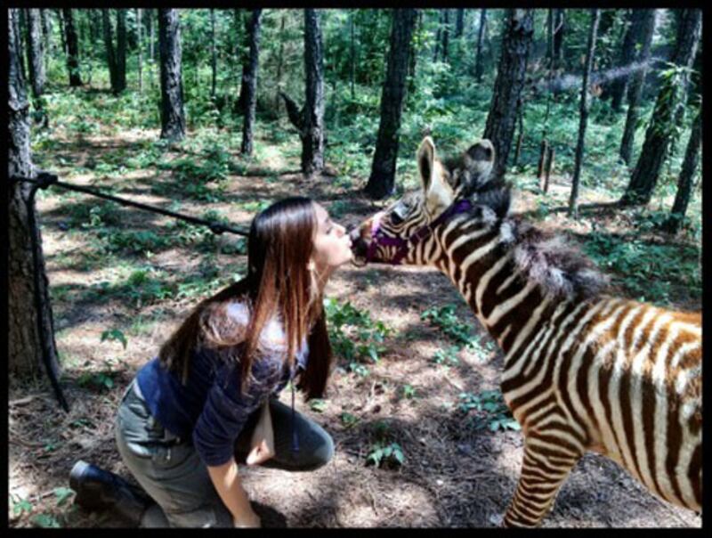 galleries/2012/07/29/barack-obama-lady-gaga-more-celebrity-twitter-pictures-photos/twitpics-120726-dobrev_cxavsj