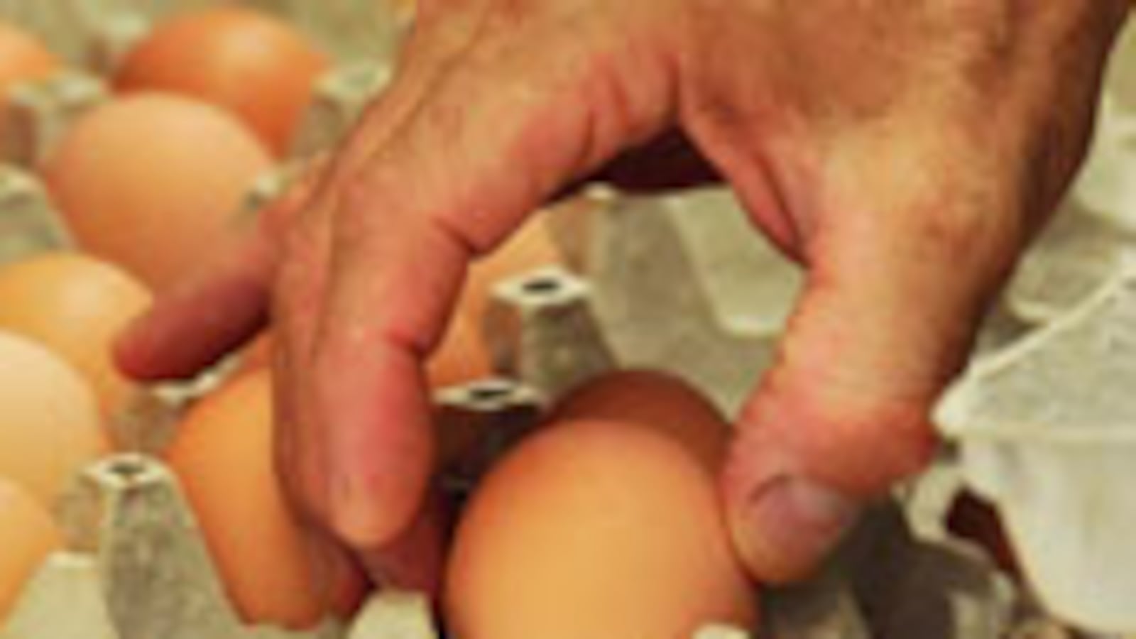 articles/2010/08/20/egg-recall-the-truth-about-industrial-farming/tang-eggs_121361_jwqavq