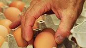 articles/2010/08/20/egg-recall-the-truth-about-industrial-farming/tang-eggs_121361_jwqavq
