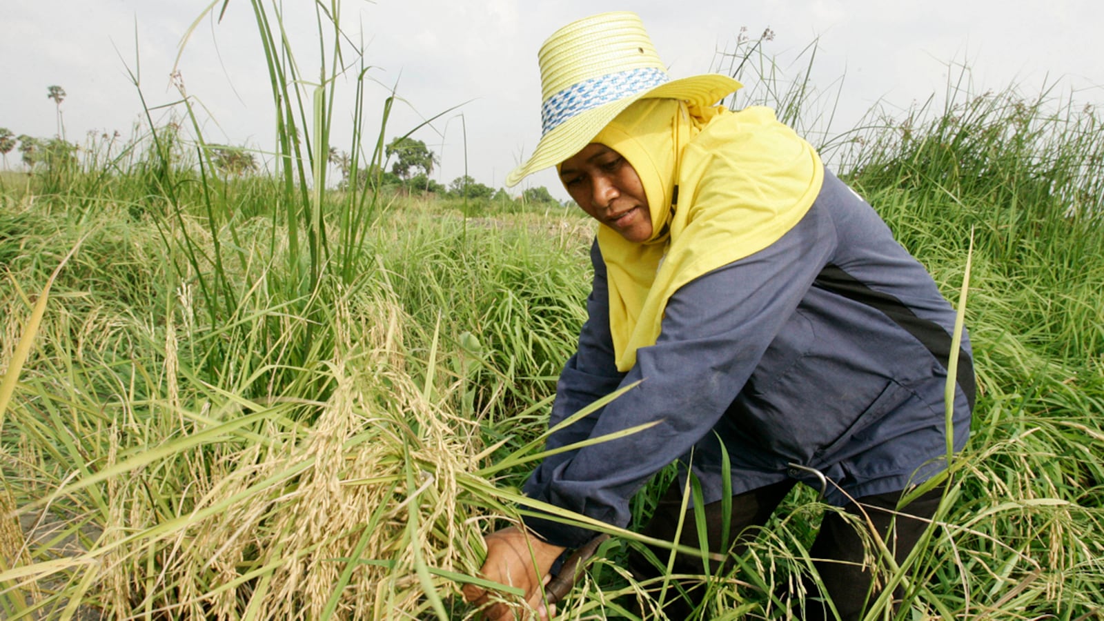 articles/2011/10/25/newsweek-the-daily-beast-hosts-scaling-up-social-enterprise/rice-husks-social-enterprise_tsts4x