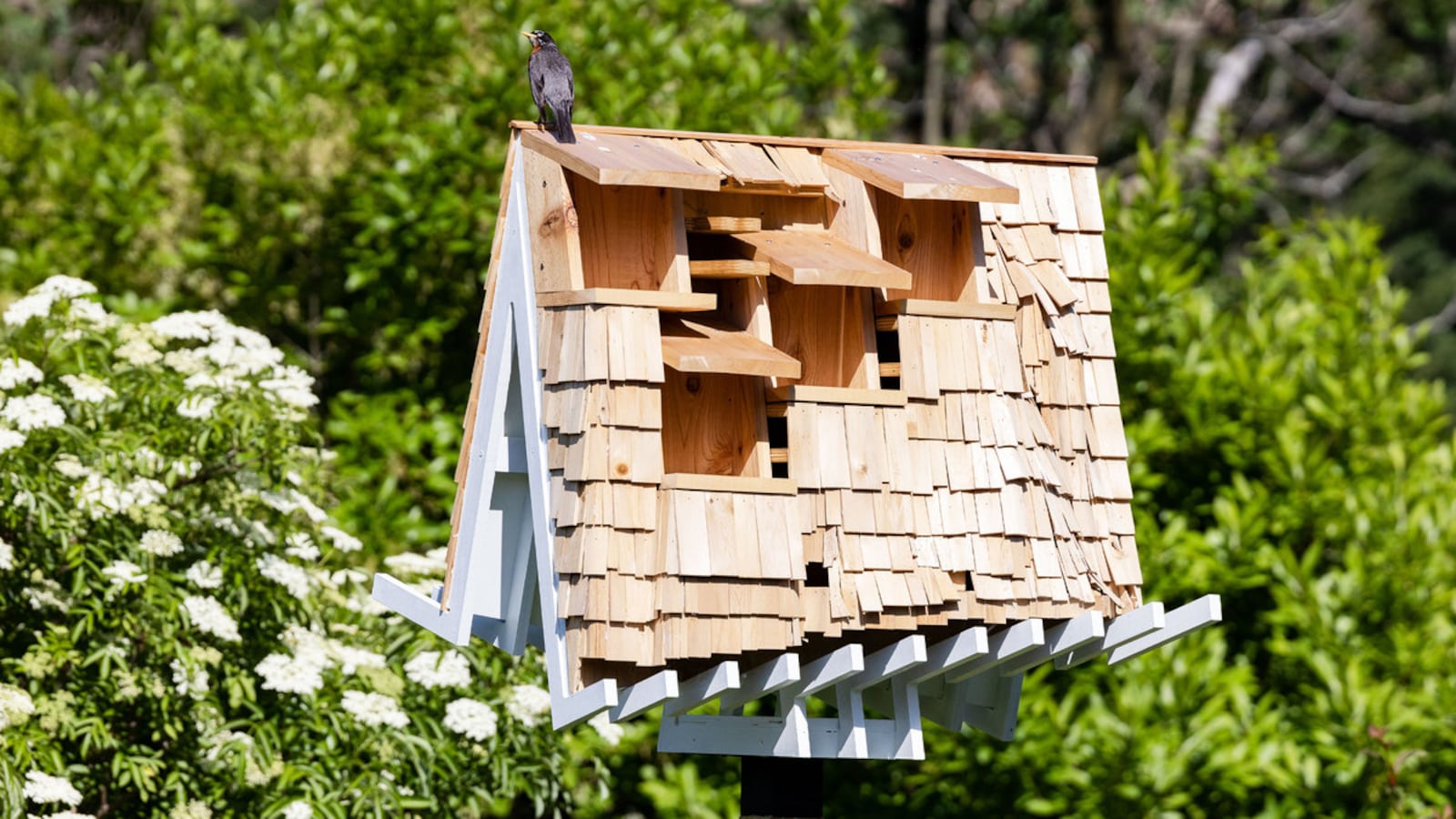 220615-Holmes-birdhouses-tease_i98vyc