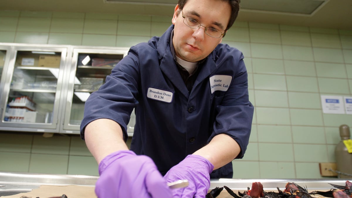 cheats/2012/01/01/dead-birds-found-in-arkansas-again/arkansas-dead-birds-cheat_rhd4ca