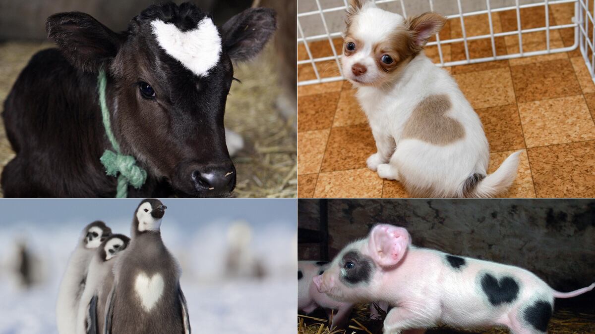 galleries/2012/02/11/animals-with-heart-shaped-marks-photos/heart-shapes-tease_vaj2ub