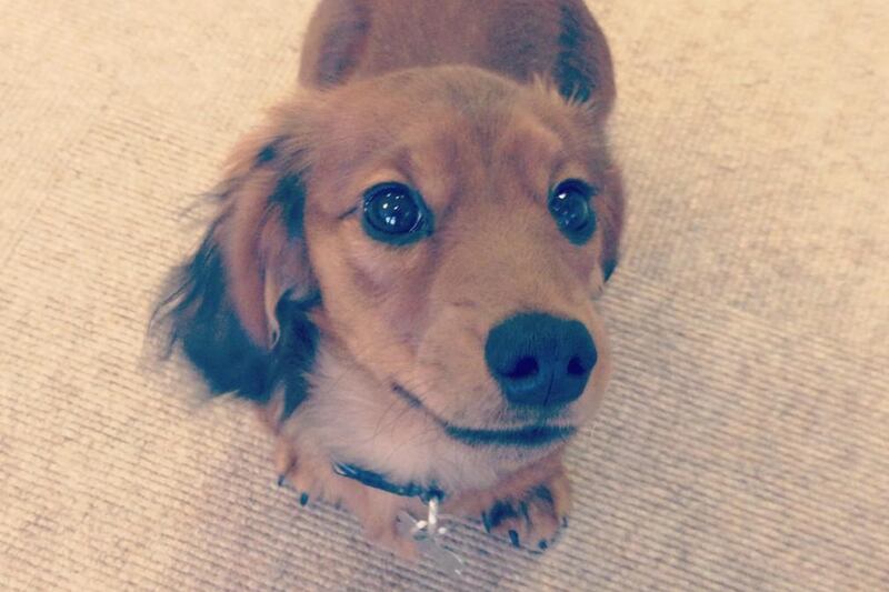 articles/2013/01/15/tatler-s-dog-perishes-in-revolving-door-at-vogue-house/tatler-dog_azonxo