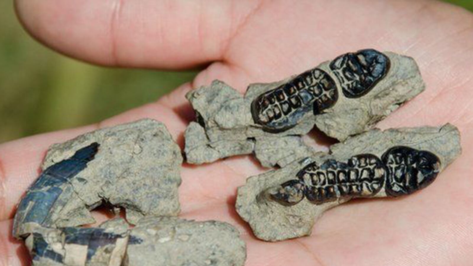 articles/2015/10/06/this-post-apocalyptic-beaver-outlived-the-dinosaurs/151006-coolman-species-tease_cgisz7