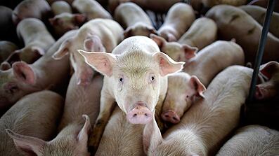 cheats/2009/04/30/who-drops-swine-flu-title/pigs-in-mexico_zuqnhu