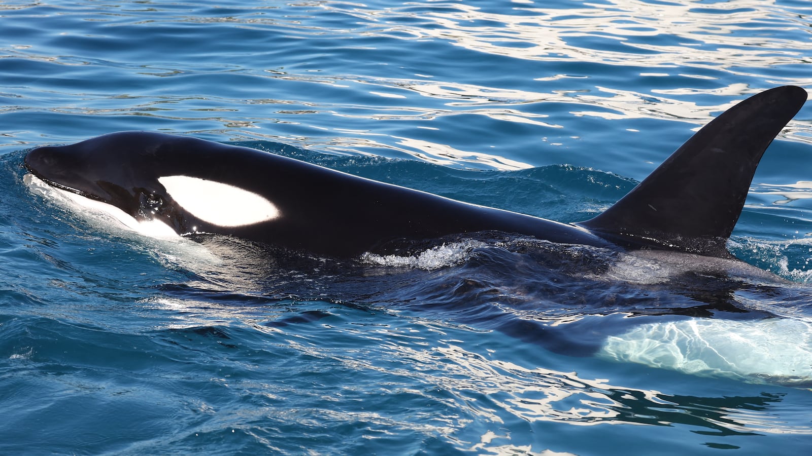 orca