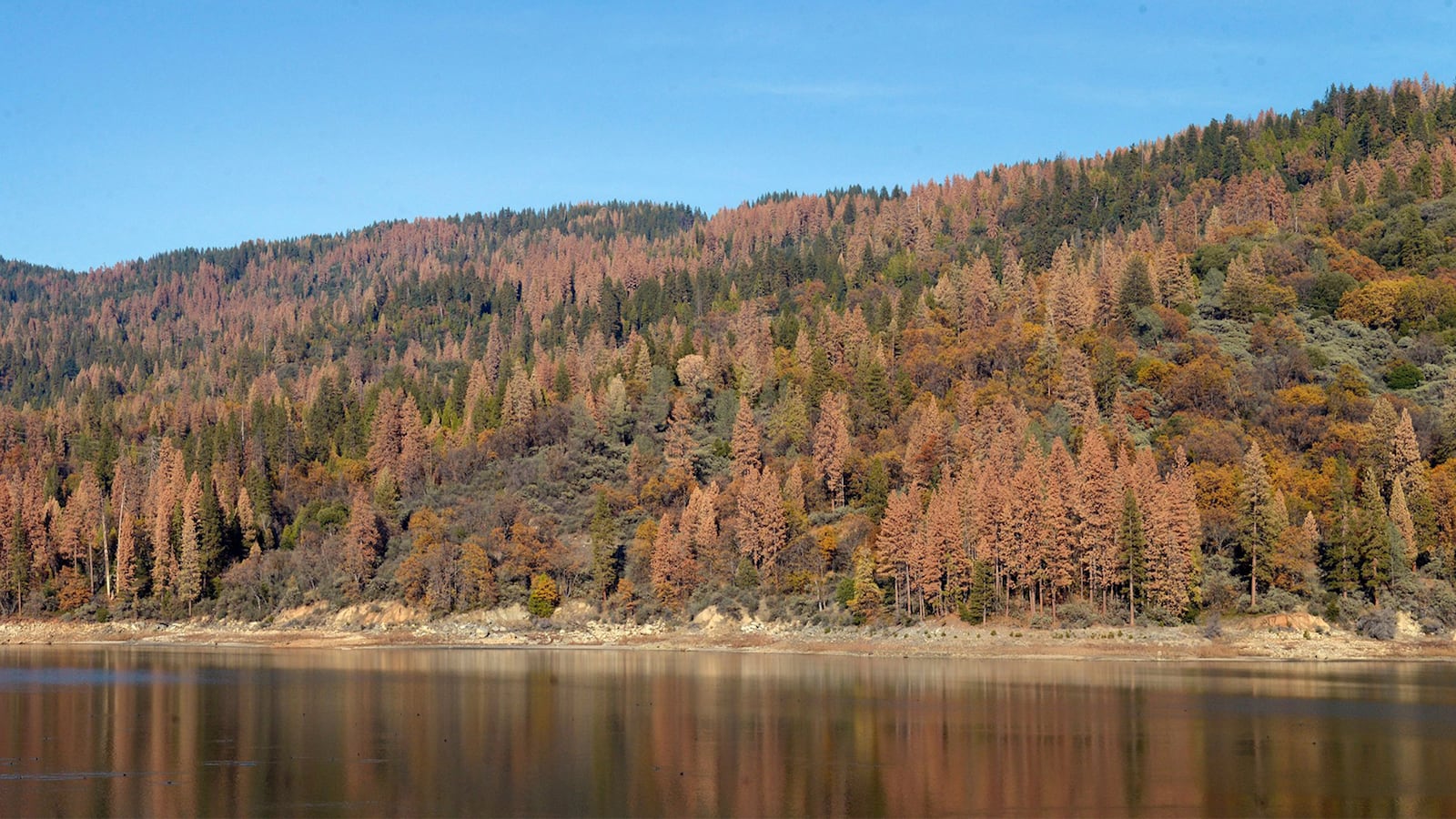 Dead trees stand at the water's edge and on the mountainside at Bass Lake Tuesday, Dec. 1, 2015. (Craig Kohlruss/The Fresno Bee/Tribune News Service via Getty Images)