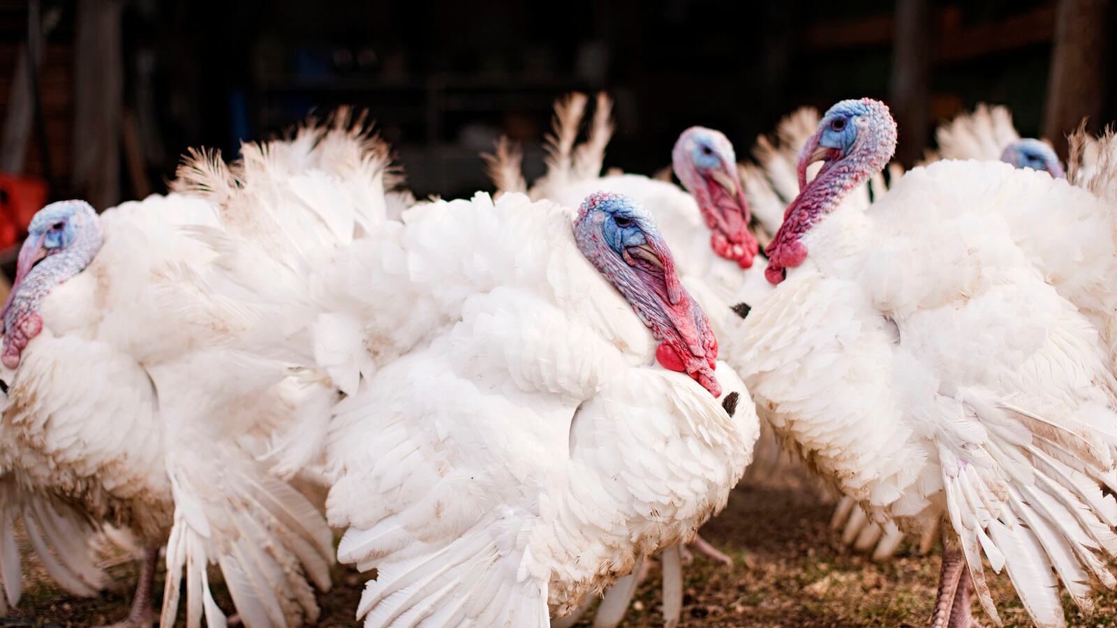 articles/2014/11/26/i-killed-the-turkey-on-my-table/141125-sykes-turkey-tease_p70pxr