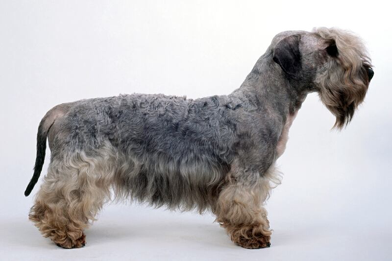 galleries/2012/02/11/new-breeds-to-watch-at-westminster-photos/new-breeds-at-westminster-cesky-terrier_ppsstn