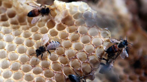 cheats/2012/03/29/pesticides-blamed-for-dying-bees/animal-mysteries---honeybees_iaepqd