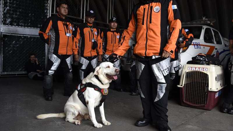 170925-Rescue-dogs-mexico-gal-06_xgjctv