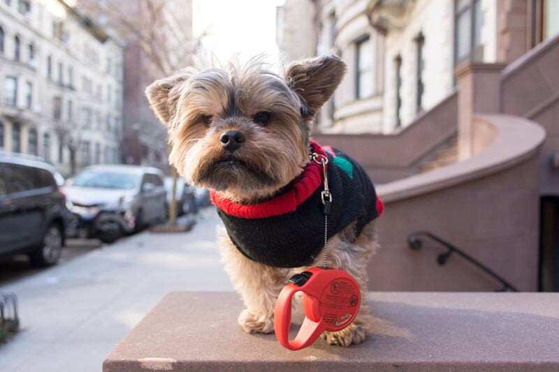 galleries/2015/02/22/inside-the-posh-life-of-a-new-york-yorkie-photos/150220-bear-dog-01_edtfzi