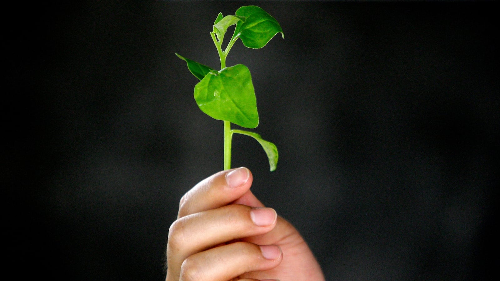 cheats/2016/11/01/mit-scientists-develop-bionic-bomb-sniffing-spinach/161101-bomb-sensing-spinach-cheat_qjznge