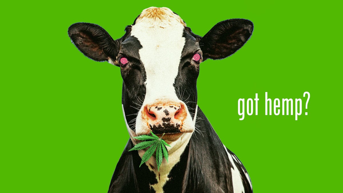 221114-Bender-Cows-High-Hemp-tease_yhdgov