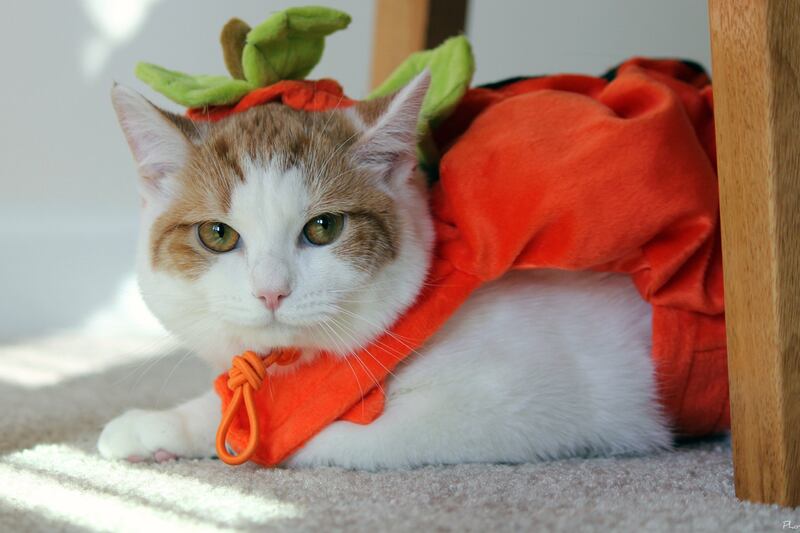 galleries/2011/10/25/cats-in-halloween-costumes-photos/cats-in-costume-2011-1_cv4q1n