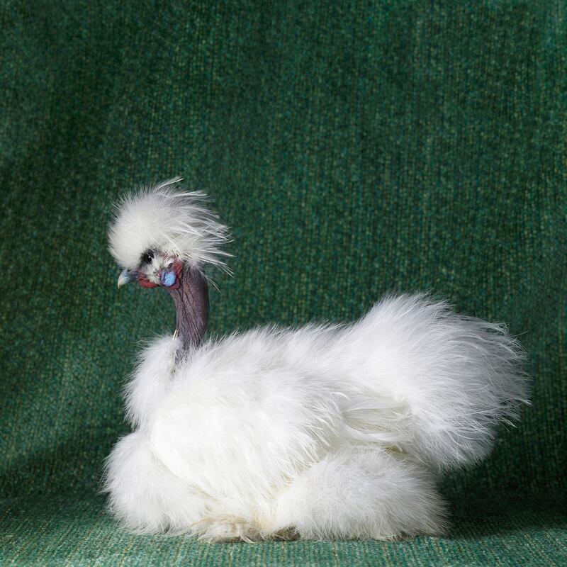 galleries/2013/04/30/the-weirdest-chickens-you-ve-never-seen/130430-chickens-08_iyvgop