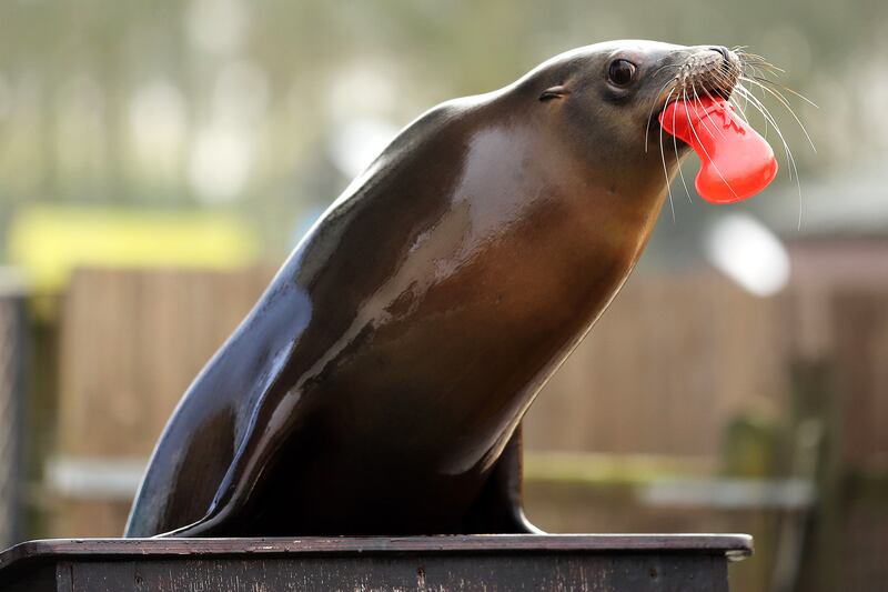 galleries/2012/12/20/santa-s-favorite-critters-animals-enjoy-holiday-gifts-photos/xmas-animals-sea-lion_z1nqes