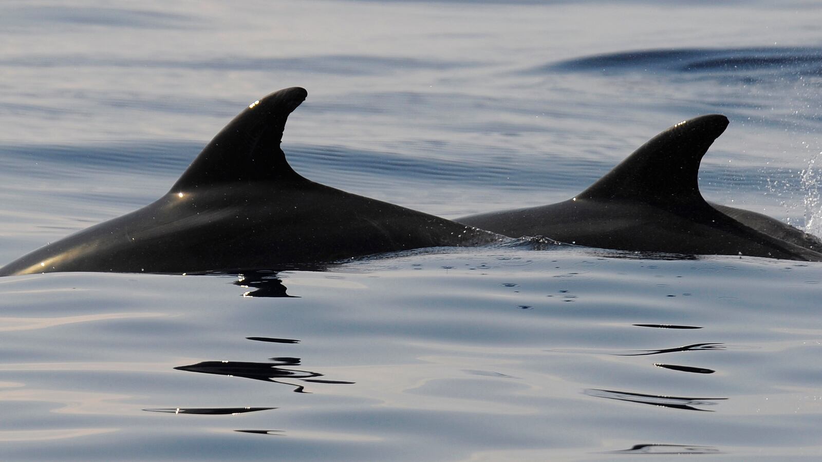 cheats/2013/12/16/italy-inspects-dolphin-meat-claim/131216-dolphin-meat-cheat_ararkp