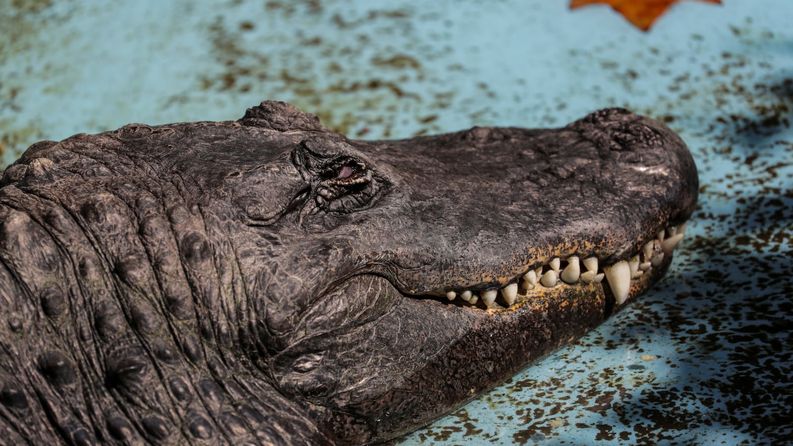 2018-08-14T000000Z_205161738_RC112AB5F6F0_RTRMADP_3_SERBIA-ALLIGATOR_1_kjfrqu