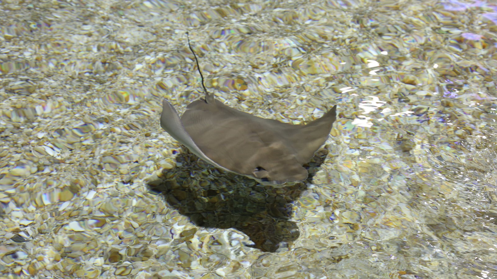Stingray at the Ripley's Aquarium of Canada on 21 December 2019 in Toronto, Ontario, Canada.