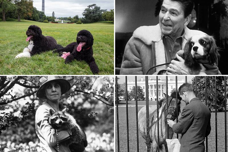 galleries/2009/04/12/presidential-pets/presidential-pets-tease_ciaedj