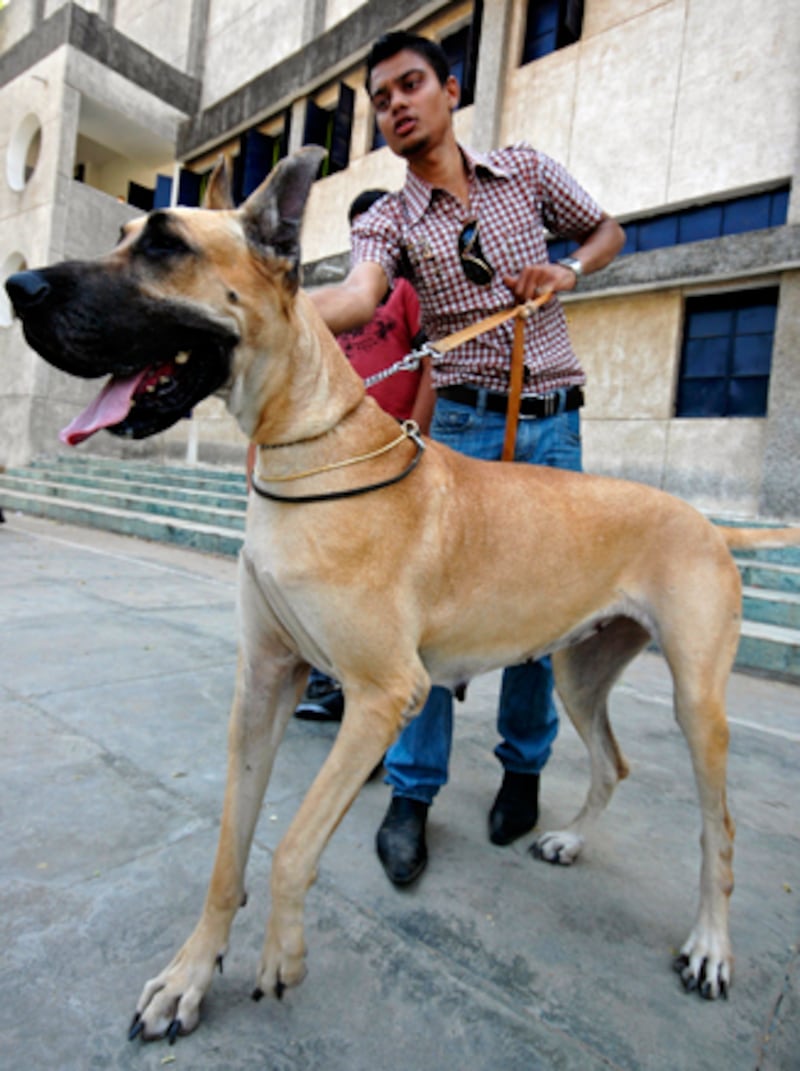 galleries/2010/10/29/dangerous-dogs/dangerous-dogs---great-dane_t9x9cw