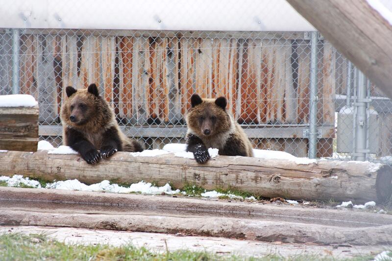 articles/2016/10/15/won-t-you-please-adopt-a-grizzly-bear-cub/161014-Andrews-Grizzly-cubs-embed__d9os7y