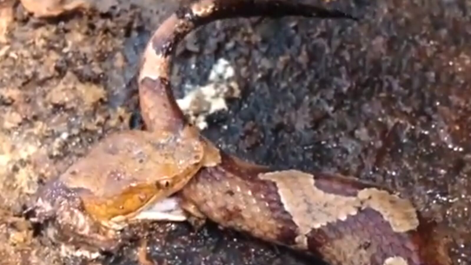 cheats/2013/08/17/decapitated-snake-bites-its-own-tail/130815-snake-head-weird-cheat_e3ifrk