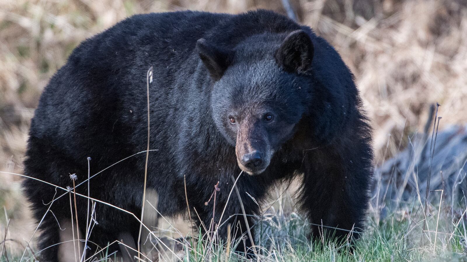 YELLOWSTONE NATIONAL PARK, WYOMING - MAY 18: A Black bear forages for food near a stream on May 18, 2024 in Yellowstone National Park, Wyoming.