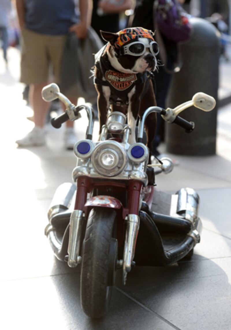 galleries/2012/07/16/the-craziest-costumes-from-comic-con-2012-photos/comic-con-costumes-biker-dog_kk7hye