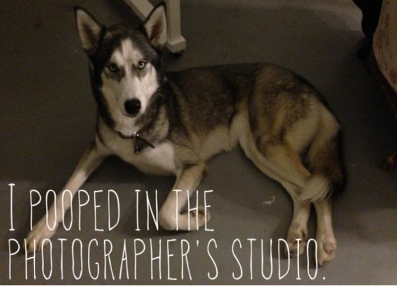 articles/2012/11/19/dog-shaming/Screen_Shot_2012-11-19_at_2.23.05_PM_mq3b9i