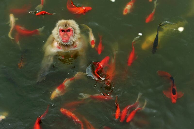 galleries/2013/12/26/the-best-beasts-of-2013-photos/beast-beast-monkey-fish_tvexsr